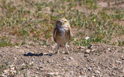 Burrowing Owl on the edge of its den in Badlands National Park
