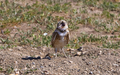 Burrowing Owl screeches in Badlands National Park