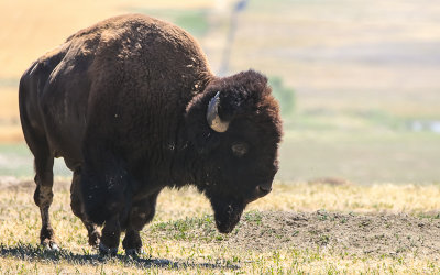Bull Bison on the prairie in Badlands National Park