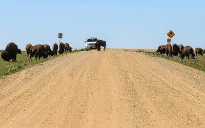 Bison herd along a dirt road in Badlands National Park