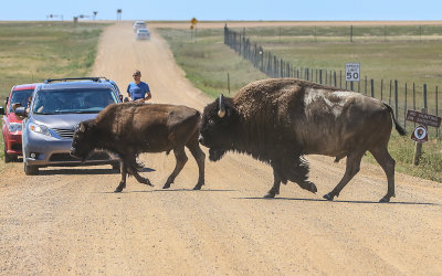 Bison crossing a dirt road in Badlands National Park