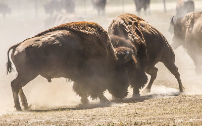 Bison battle in Badlands National Park