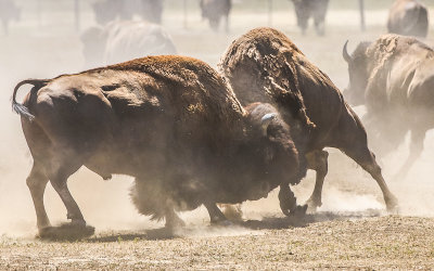 A powerful fight between two Bull Bison in Badlands National Park