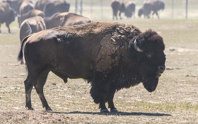 The alpha male Bison oversees the herd in Badlands National Park