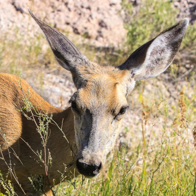 Close up of a Whitetail Deer in Badlands National Park