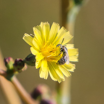 A bee collects pollen in Badlands National Park