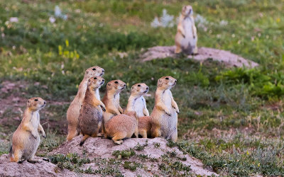 Prairie Dogs gather together on a den in Badlands National Park