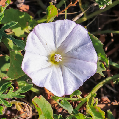 A flower in Badlands National Park