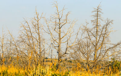 Barren trees in Theodore Roosevelt NP - North Unit