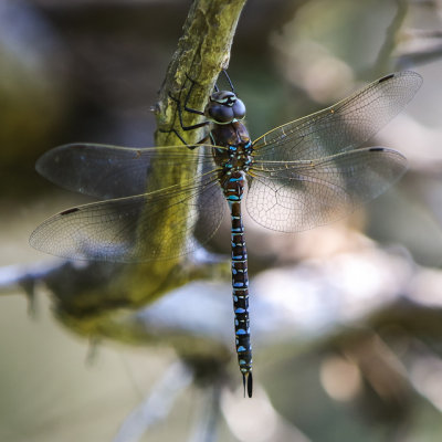 Dragonfly along the Caprock Coulee Trail in Theodore Roosevelt NP - North Unit