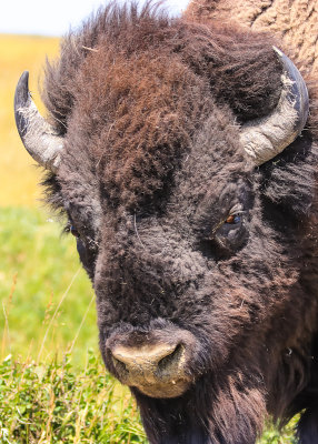 Bison close-up in Theodore Roosevelt NP - North Unit