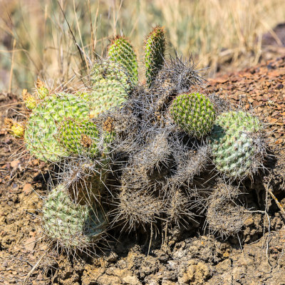 Prickly Pear cactus in Theodore Roosevelt NP - North Unit