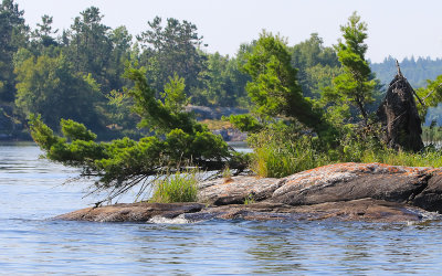 Pine tree grows from island bedrock in Voyageurs National Park