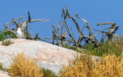 Gull and dead tree on a small bedrock island (note suspended rock) in Voyageurs National Park