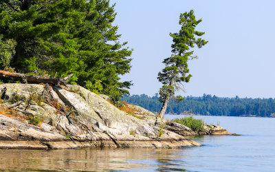 Single pine on the edge of an island in Voyageurs National Park