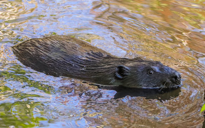 Beaver glides into a small pond along the Echo Bay Trail in Voyageurs National Park