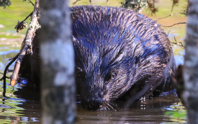 Large beaver climbs over a downed tree in Voyageurs National Park