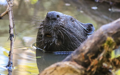 A beaver pokes his head above water in Voyageurs National Park