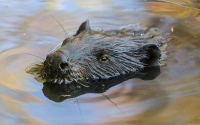 Beaver floats on the water in a pond in Voyageurs National Park