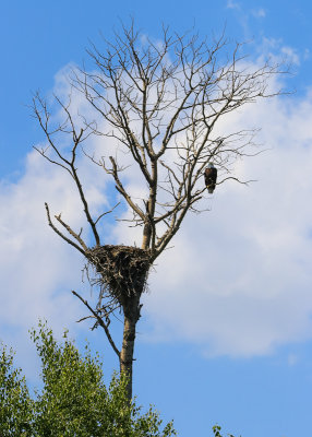 Eagle and nest in Voyageurs National Park