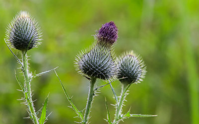 Bull Thistle plant buds in Voyageurs National Park