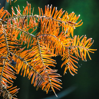 Backlit pine needles in Voyageurs National Park