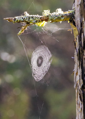 Spider web in a tree along the Blind Ash Bay Trail in Voyageurs National Park