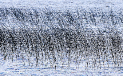 Grasses in the water on Rainy Lake in Voyageurs National Park