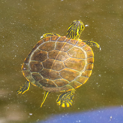 Turtle in the waters of Kabetogama Lake in Voyageurs National Park