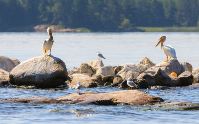 Pelicans and gulls on the rocks in Voyageurs National Park