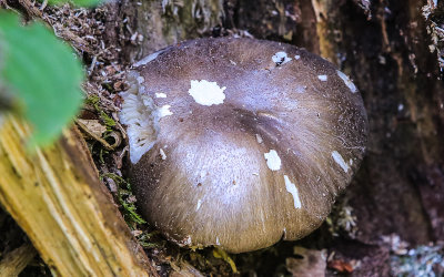 Mushroom in a tree stump in Isle Royale National Park