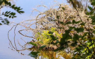 Bush reflected in Washington Creek in Isle Royale National Park