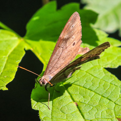 Moth along the Grace Creek Overlook Trail in Isle Royale National Park