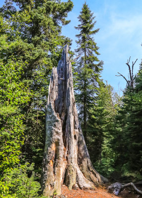 Large tree stump along the Grace Creek Overlook Trail in Isle Royale National Park