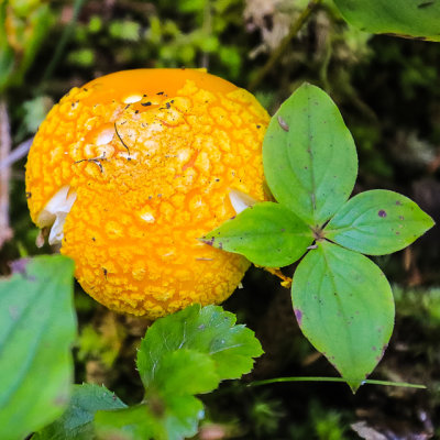 Brightly colored mushroom along the Grace Creek Overlook Trail in Isle Royale National Park