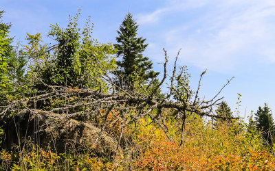 Fallen tree along the Grace Creek Overlook Trail in Isle Royale National Park