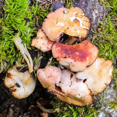 Mushrooms on a tree along the Grace Creek Overlook Trail in Isle Royale National Park