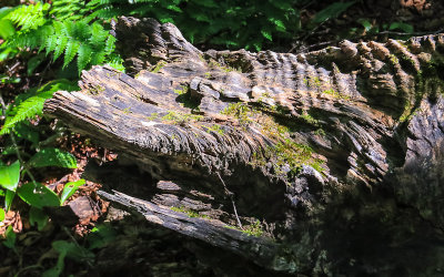 Old downed tree along the Grace Creek Overlook Trail in Isle Royale National Park