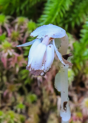 Rare Indian Pipe or Corpse Plant along the Grace Creek Overlook Trail in Isle Royale National Park