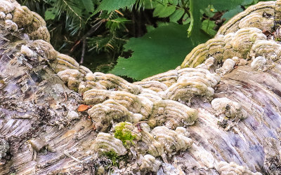 Fungi on a downed Paper Birch along the Grace Creek Overlook Trail in Isle Royale National Park