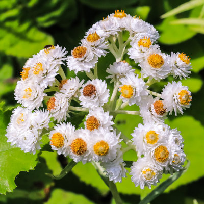 Flowers along the Grace Creek Overlook Trail in Isle Royale National Park