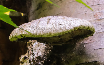 Mushroom on a Paper Birch along the Grace Creek Overlook Trail in Isle Royale National Park