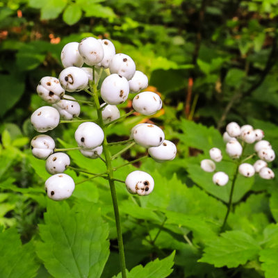 White berries along the Grace Creek Overlook Trail in Isle Royale National Park