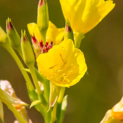 Flower along the Grace Creek Overlook Trail in Isle Royale National Park