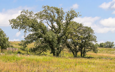 Trees in the Tallgrass Prairie in Pipestone National Monument