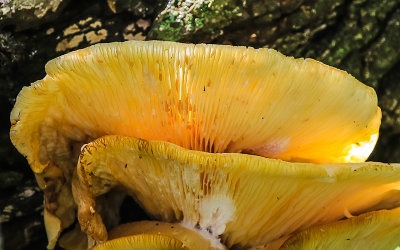 Large tree fungus in Pipestone National Monument