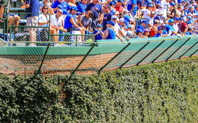 The outfield “basket” and the ivy covered outfield wall along the left field bleachers at Wrigley Field
