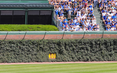 The ivy and bleachers in dead center field at Wrigley Field