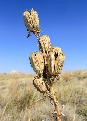 Yucca plant seed pods in Agate Fossil Beds National Monument