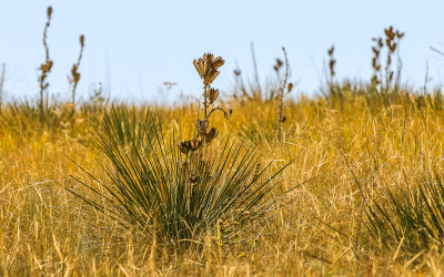 Yucca plant on the plains in Agate Fossil Beds National Monument